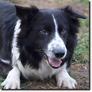 Duke 020701